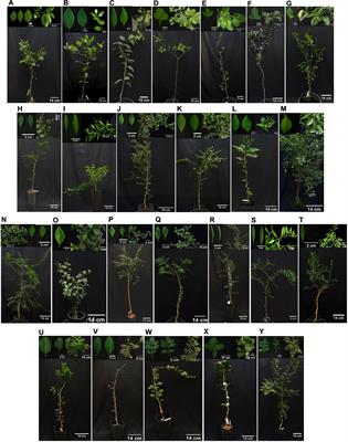 Resistance to ‘Candidatus Liberibacter asiaticus,’ the Huanglongbing Associated Bacterium, in Sexually and/or Graft-Compatible Citrus Relatives